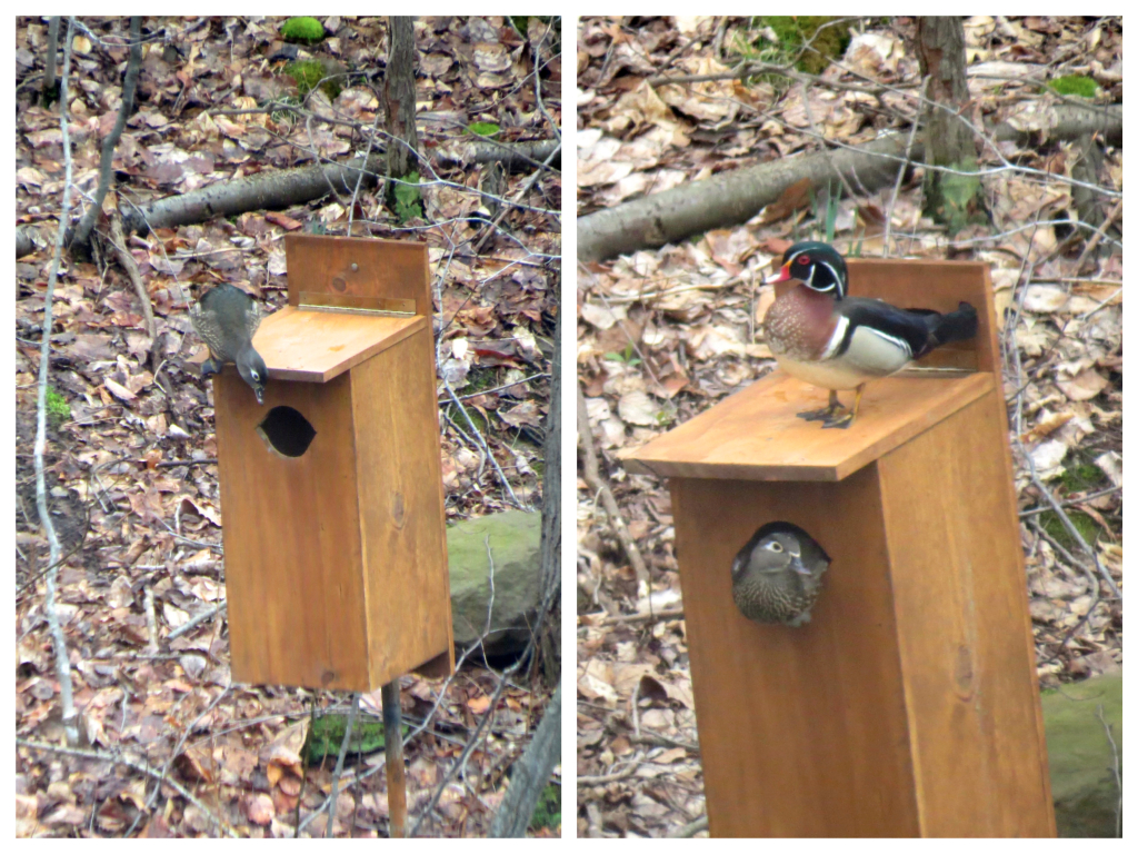 Wood Duck Nesting Box Brings A Variety of Avian Visitors 