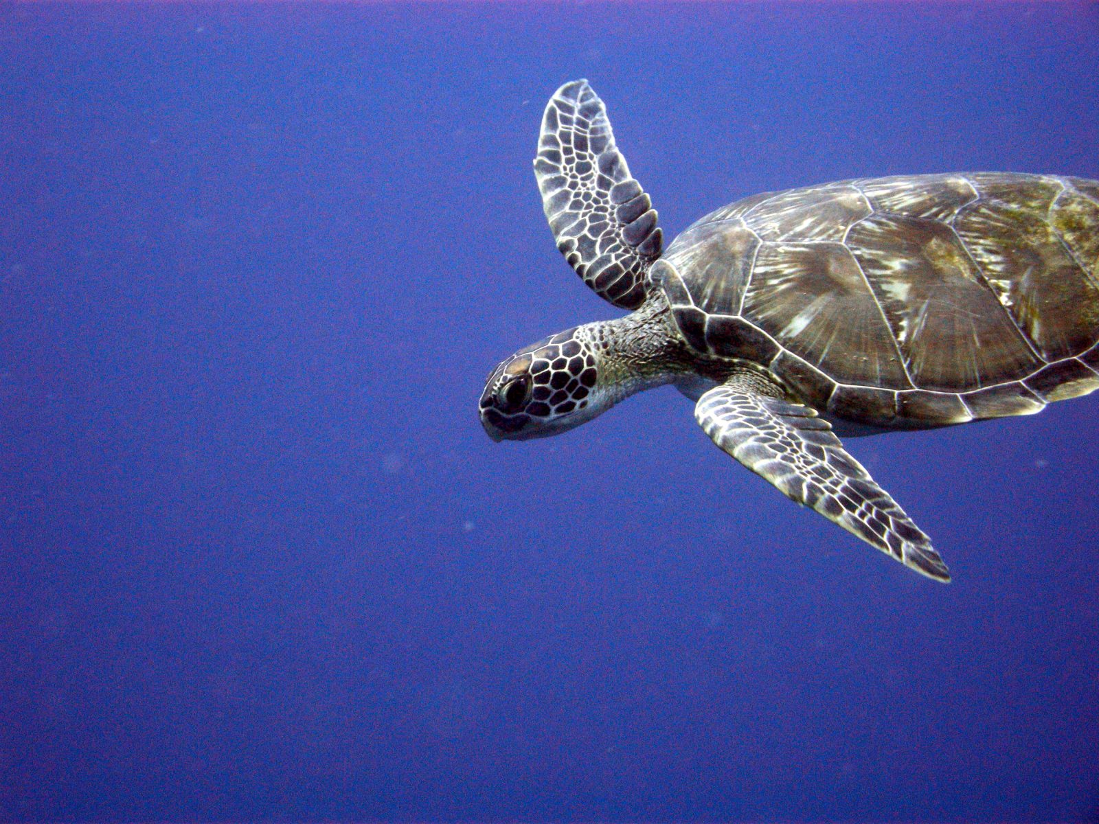 loggerhead-turtles-wildlife-leadership-academy