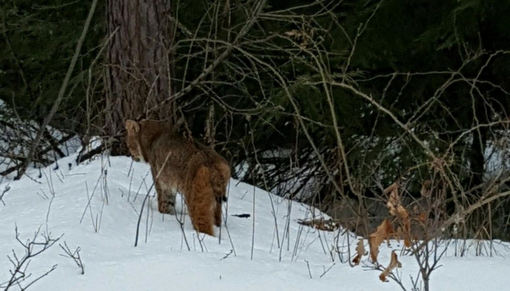 North American Bobcats – Wildlife Leadership Academy