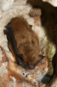 Big Brown Bat - image courtesy of USFWS via Flickr.