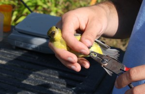 A band being placed on the bird.