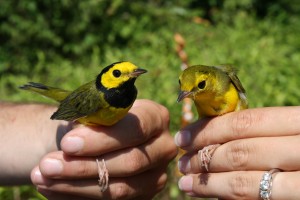 Warblers!