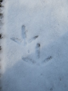 Snow Tracks