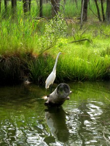 Great Egret