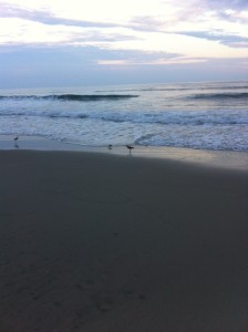 Willets & Sandpiper feeding in the evening