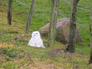 Logan's first snowy owl photo.