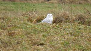 Logan's second Snowy Owl Photo