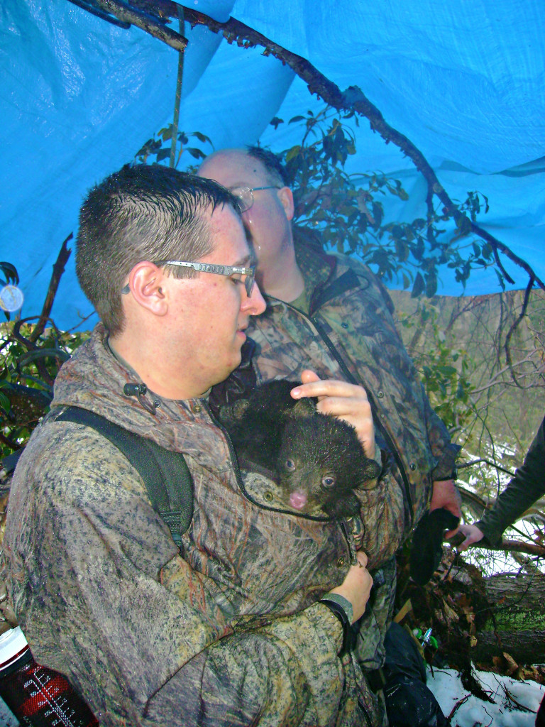 Cuddling and tagging the bear cubs, all in a day's work.