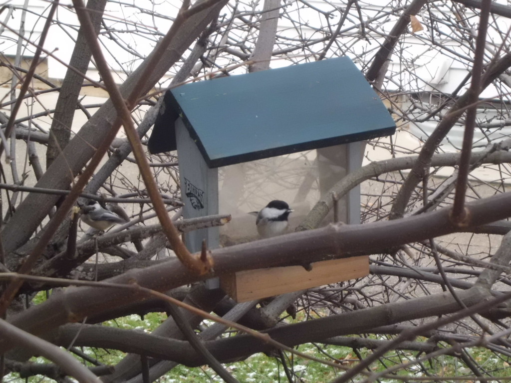 Black capped chickadee huddles near its home to stay warm.