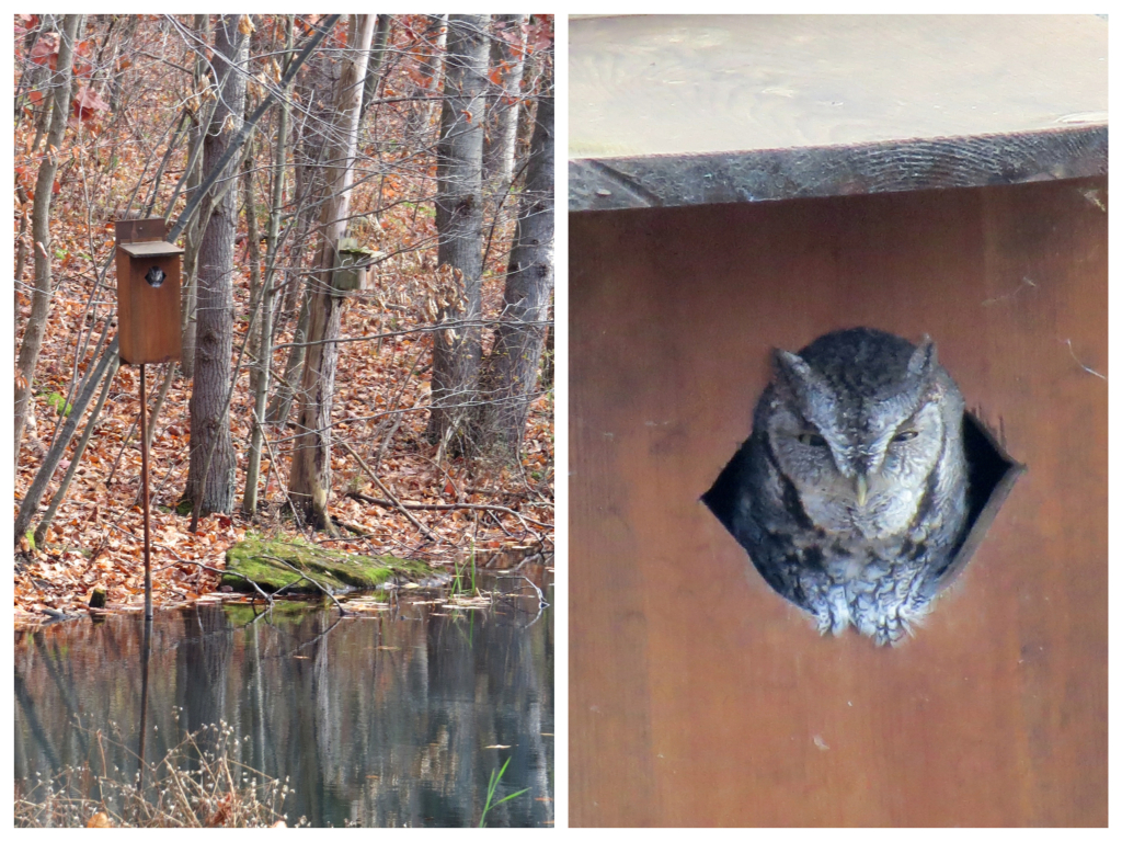 Screech Owl stakes his claim