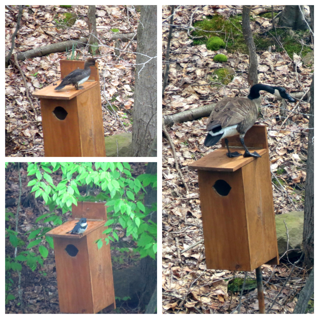 Hooded Merganser, Kingfisher, and Canada Goose join the party!