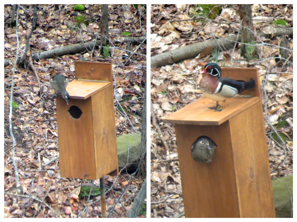 Nesting pair of wood ducks.