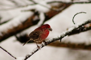 House Finch, one of the many gorgeous photos taken by Eli during his birding excursions