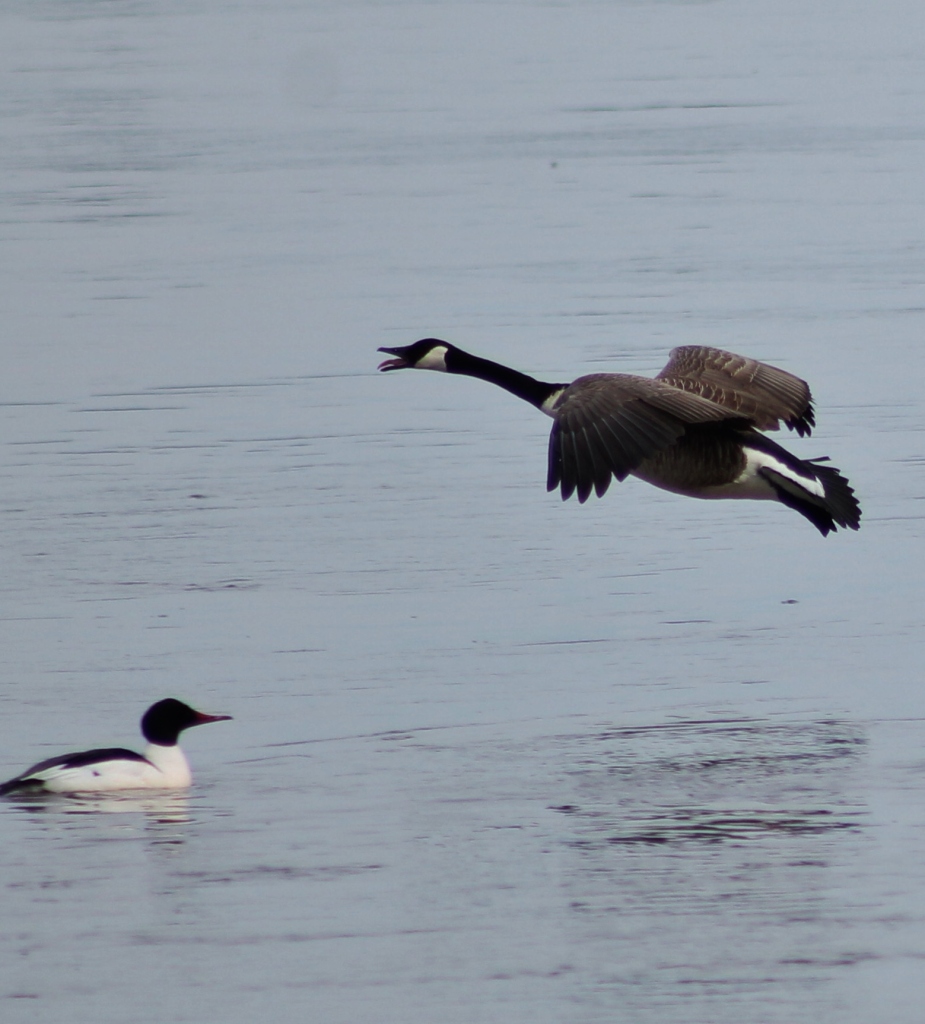 Some other feathered friends who stopped in for a visit!