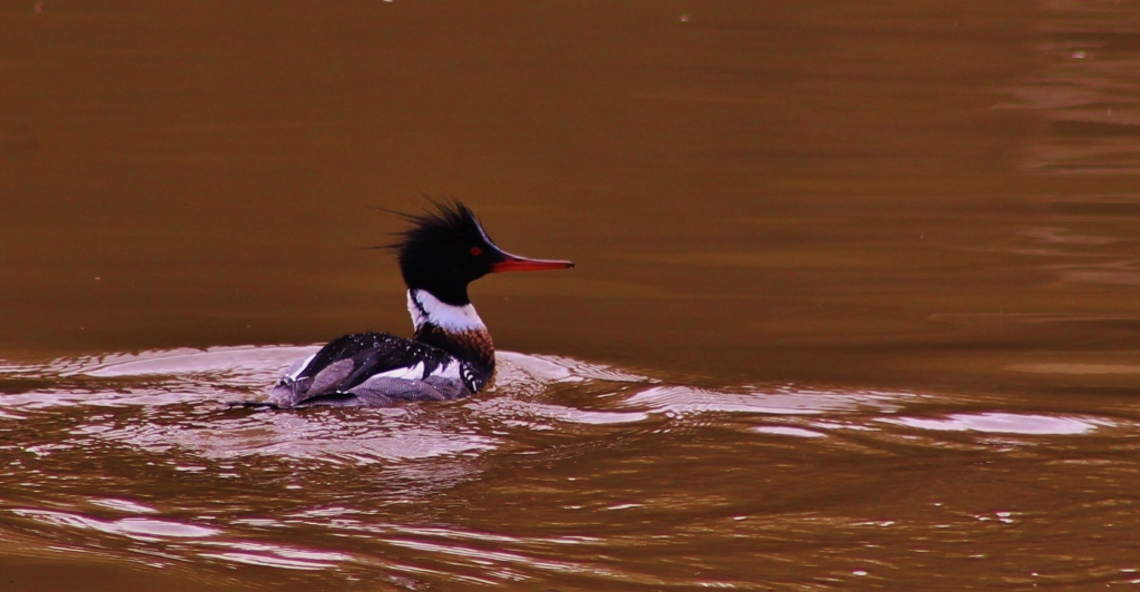 Red Breasted Merganser