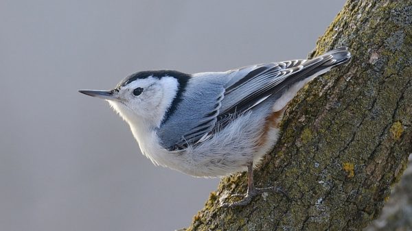 White Breasted Nuthatch – Sitta carolinensis – Wildlife Leadership Academy