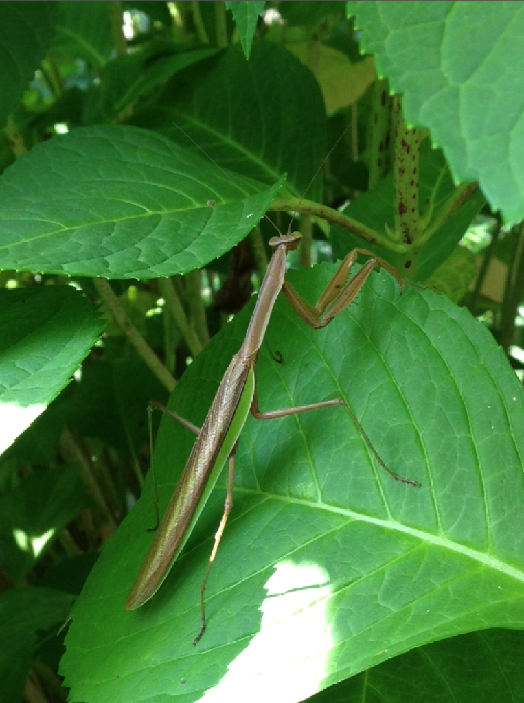 praying mantis - grace stewart