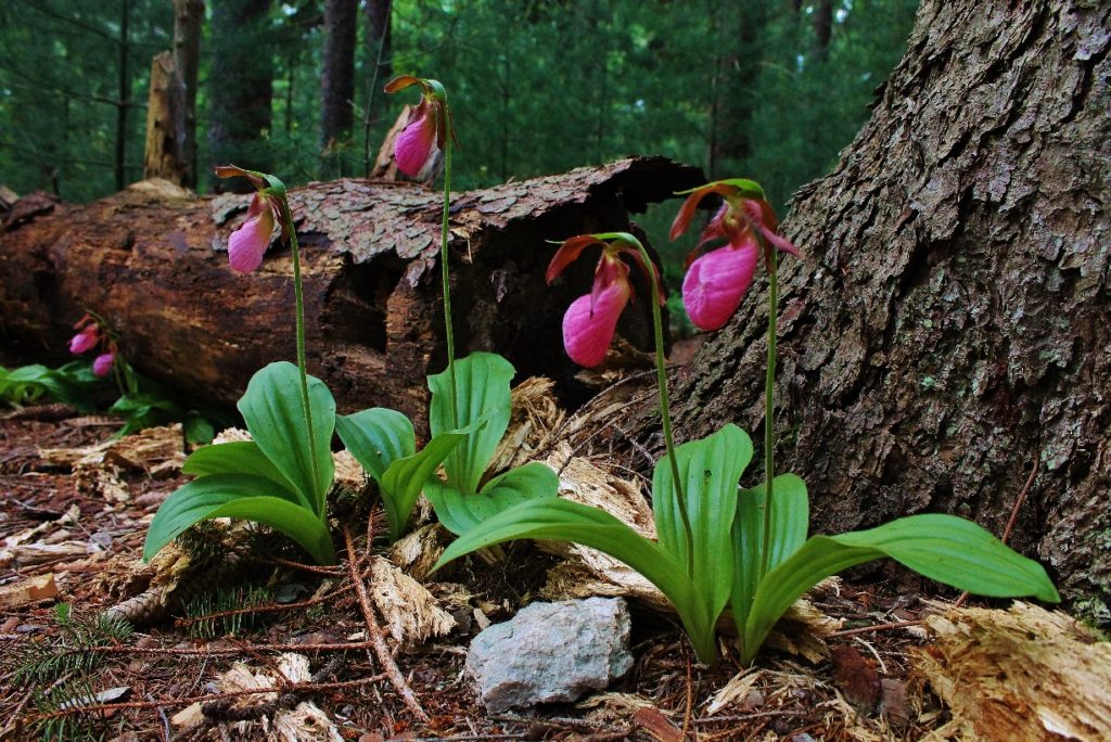 Eli Lady SLippers