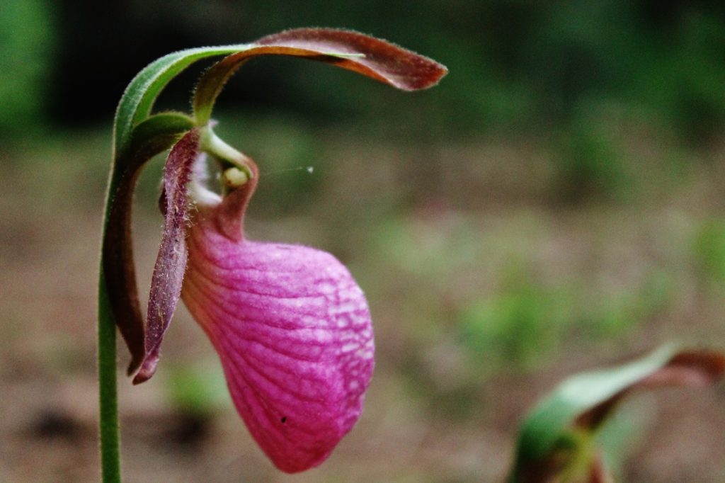 Eli Lady SLippers 2