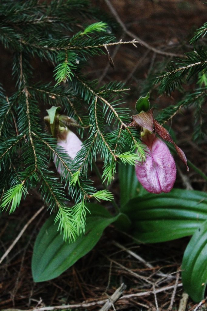 Eli Lady SLippers 5