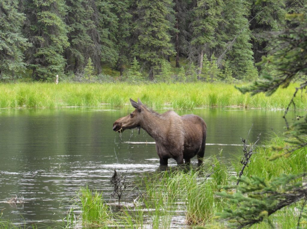 The moose would graze at the edge of the lake and constantly check on her fawns on the island as she eats. 