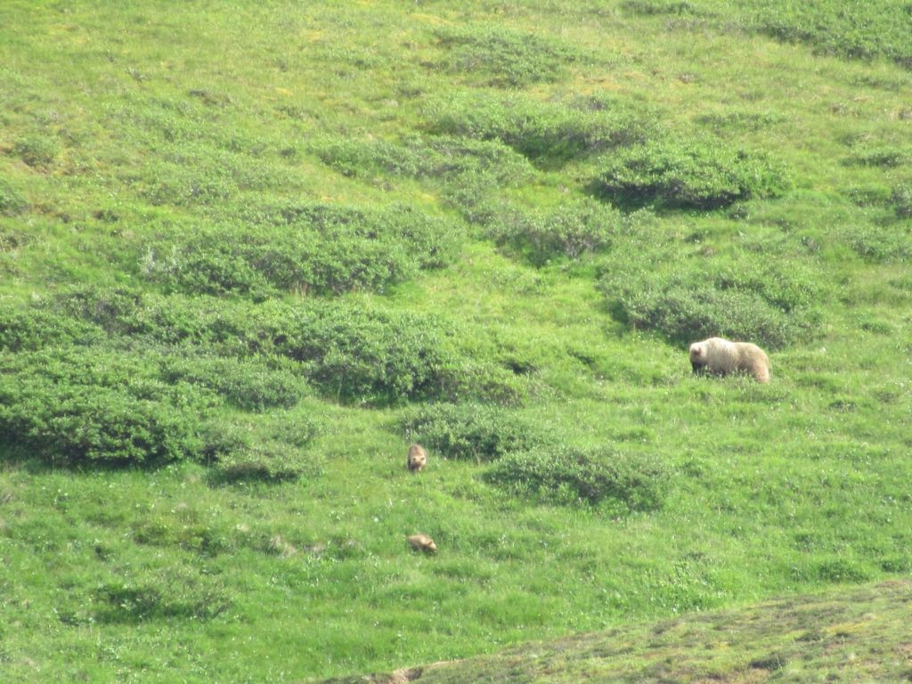 A mother grizzly bear would graze on vegetation while her two cubs play around and wrestle.