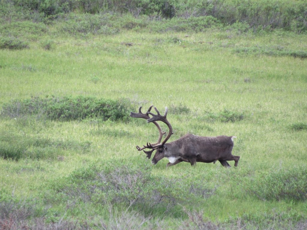 Caribou was the most popular animal we have seen along with bears and moose in Denali National Park.