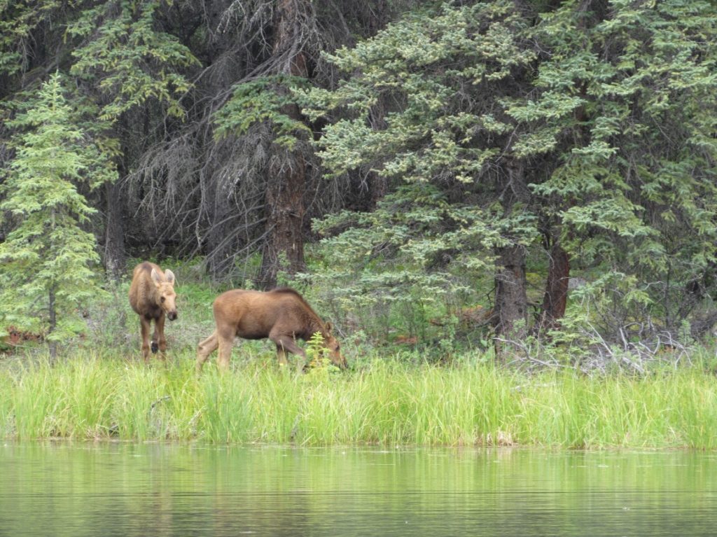 The two fawns would keep their distance from the people and graze on the island at the edge of the lake. Sometimes they would hide in the trees but they would always be where their mother could see them.