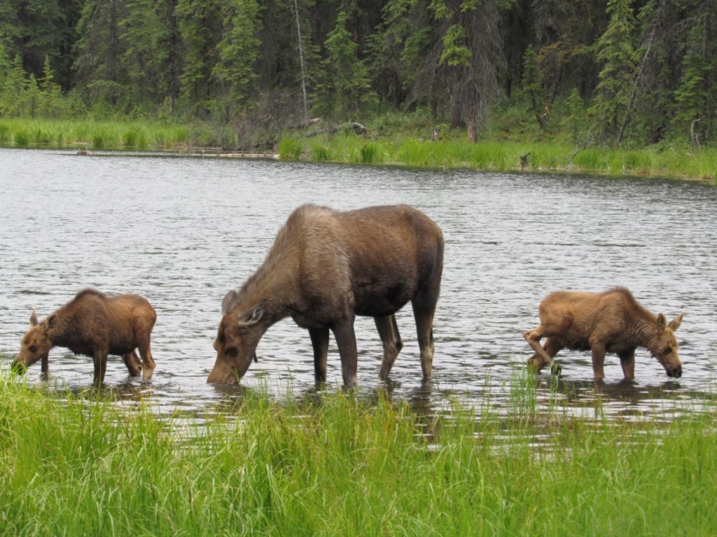 The three moose would continue grazing and soon disappear into the woods.