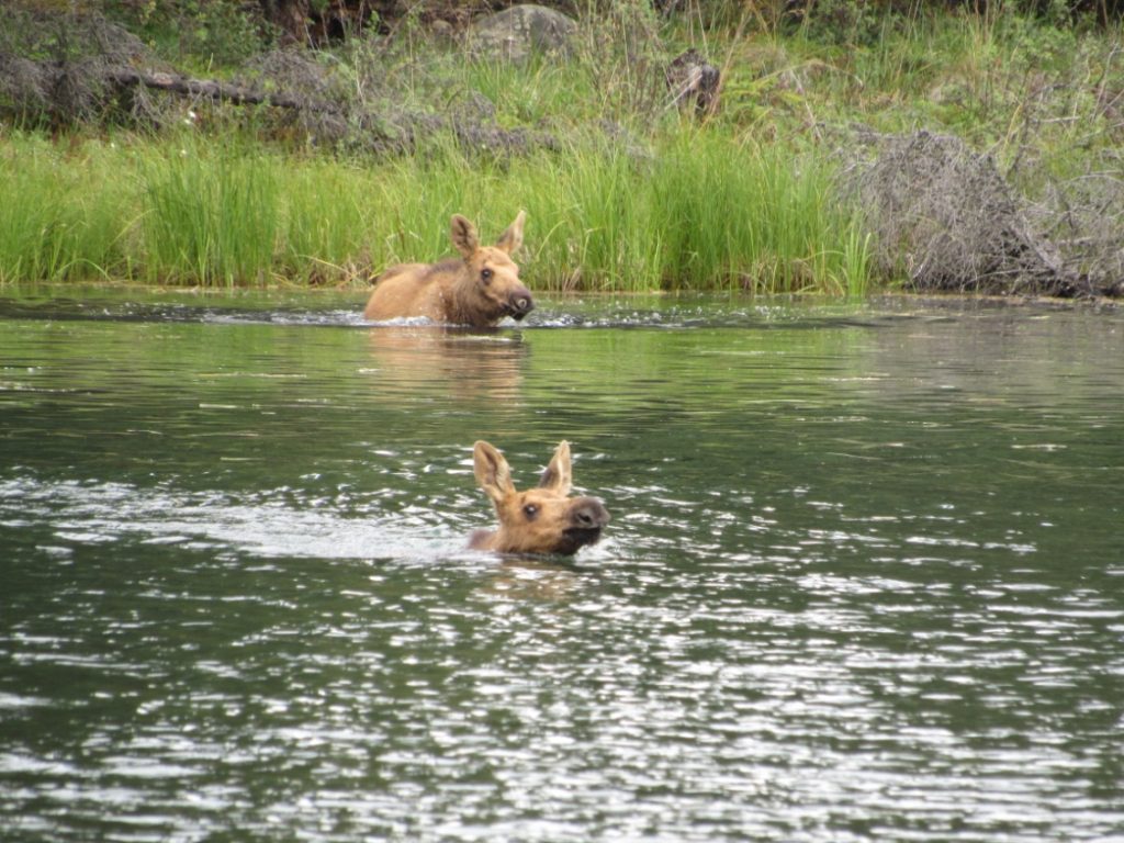 The two fawns would come out of hiding and swim towards their mother once all the people were gone.