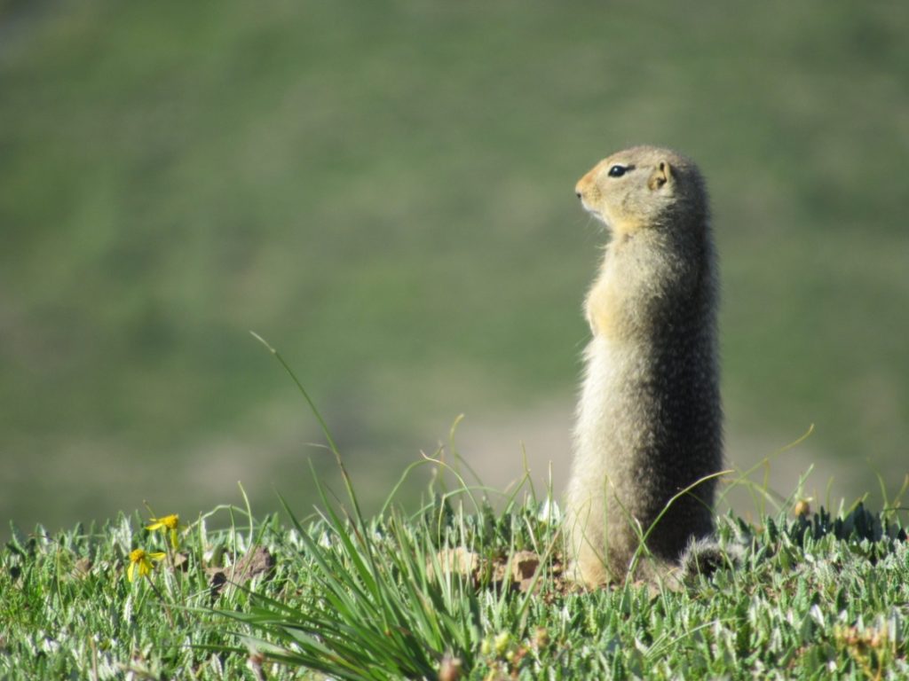 Either we would be on the road or making stops, we would see a lot of wildlife including these ground squirrels.