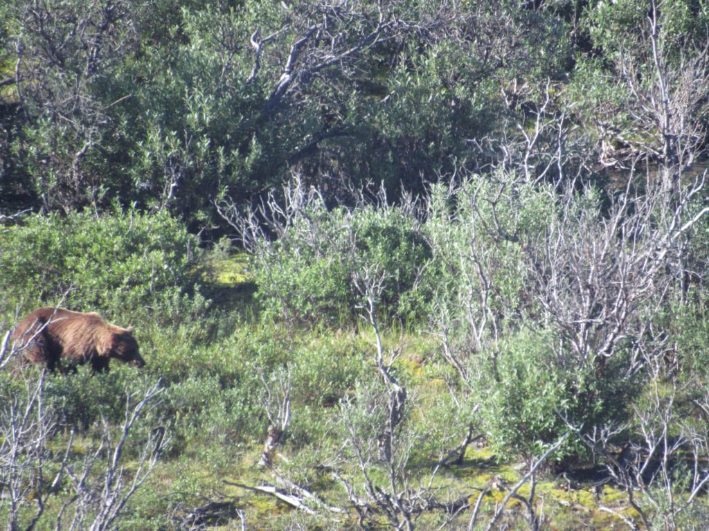 Since we were in bear country and bears were running loose while we were visiting, we were definitely going to see some bears during this tour.