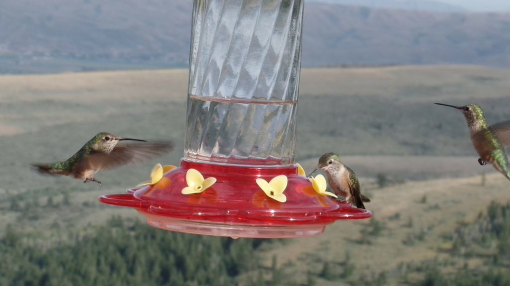 A hummingbird enjoys its well-earned drink of nectar while two others fight the strong winds to achieve the same prize.