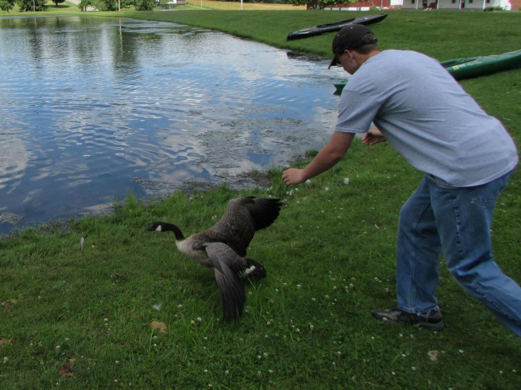 Releasing the goose back to its habitat