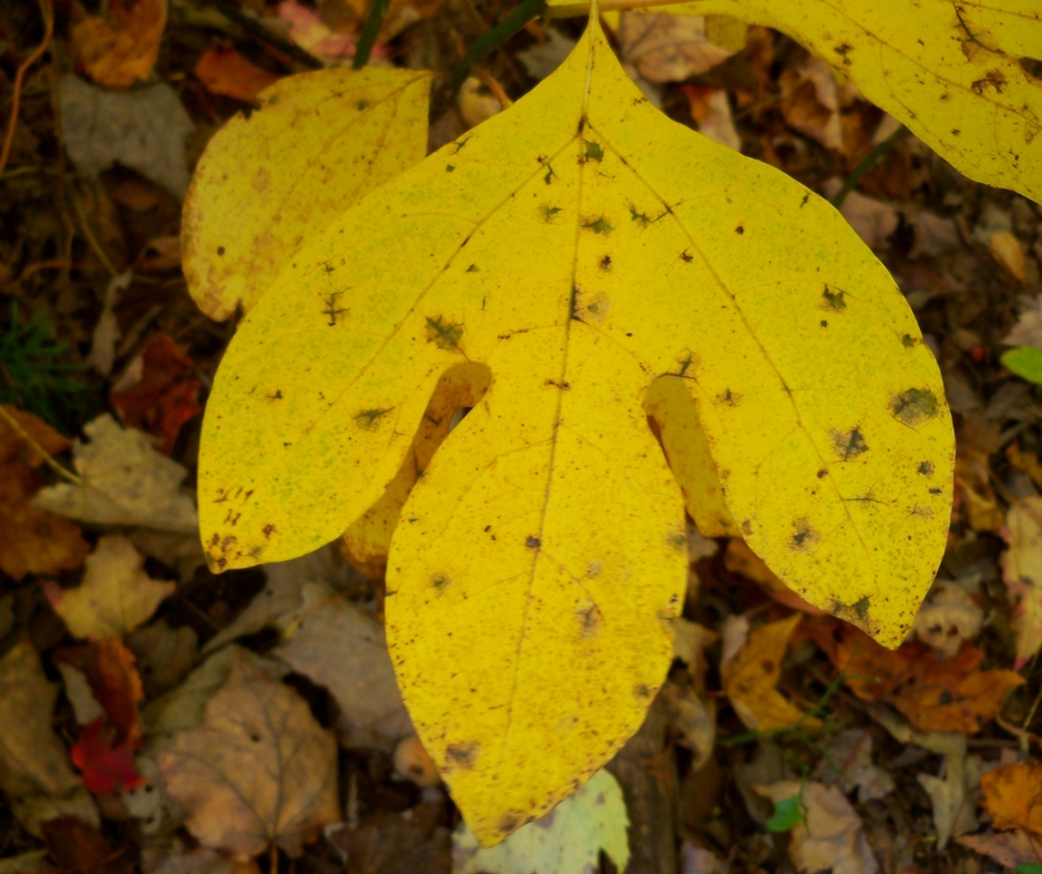 maple tree with 3 lobed leaves