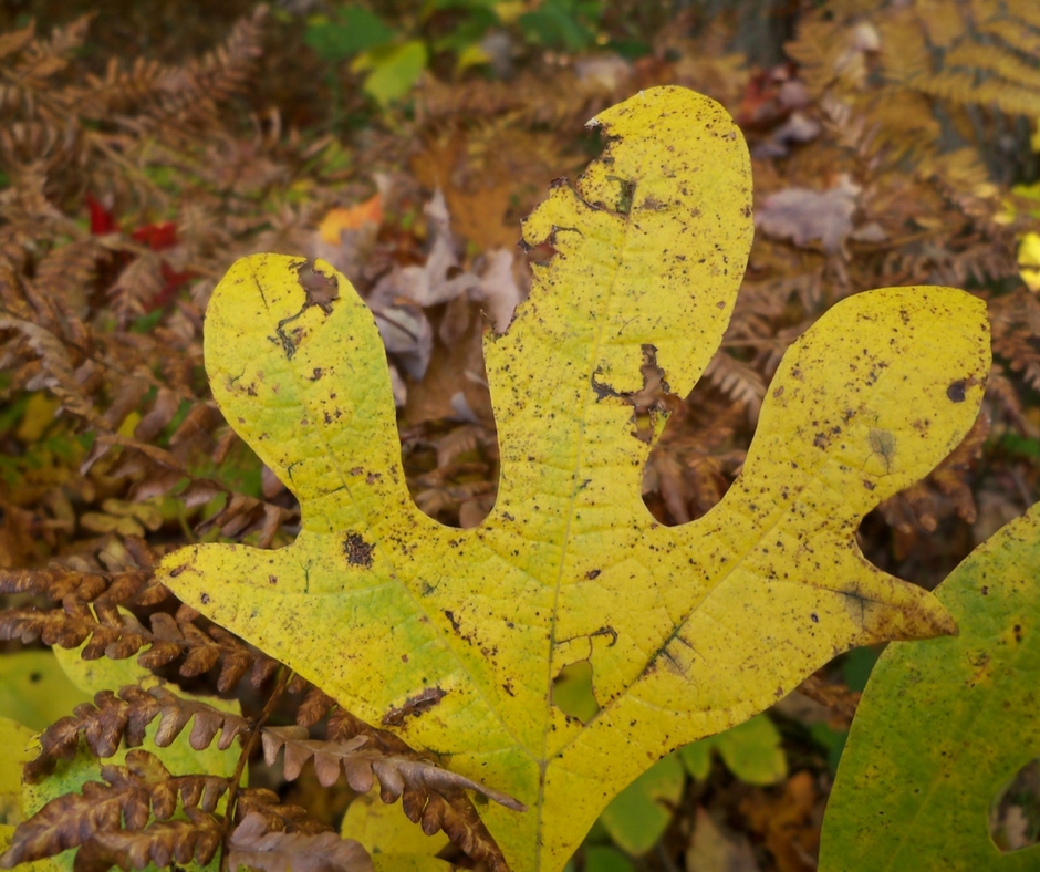 Sassafras Tree Of Teas Leaves And Mysteries Wildlife Leadership Academy