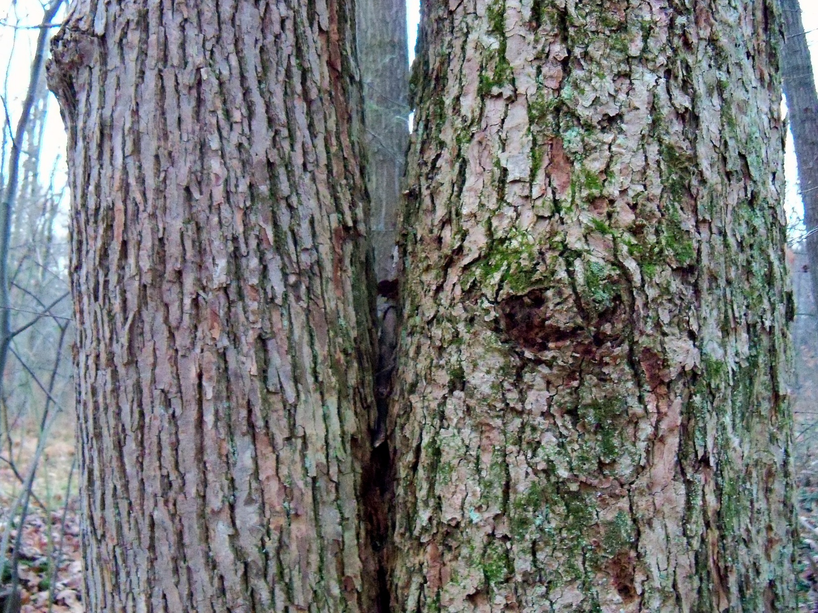 Bark! A Great Way to Identify Trees in the Winter