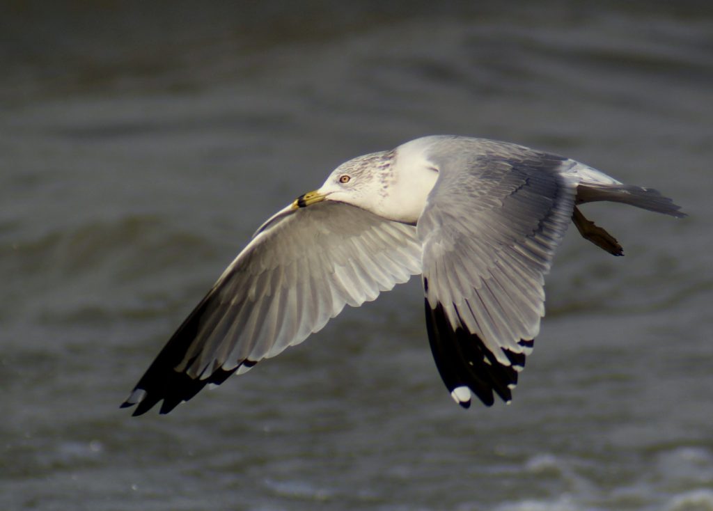 The Ring-Billed Gull – Wildlife Leadership Academy