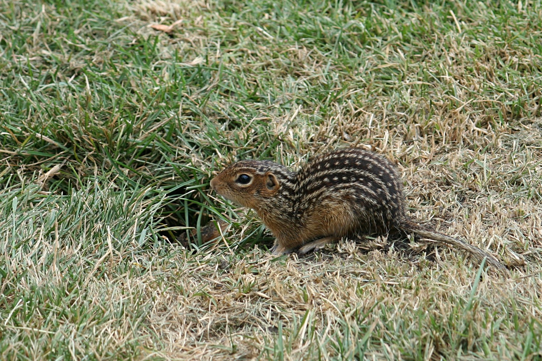 overlooked-animals-in-pennsylvania-wildlife-leadership-academy