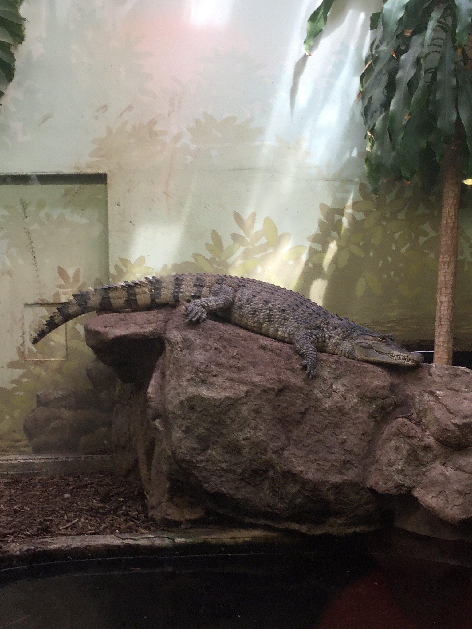 Philippine crocodile  Smithsonian's National Zoo and Conservation Biology  Institute