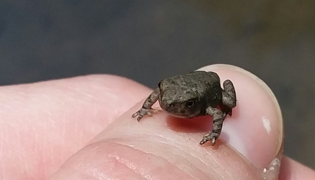 A tiny frog on a thumb