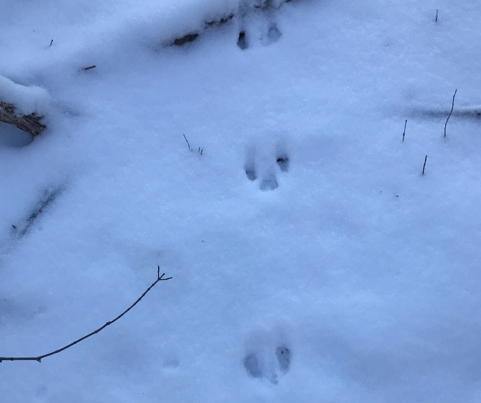 A Winter Walk in the Woods - Wildlife Leadership Academy