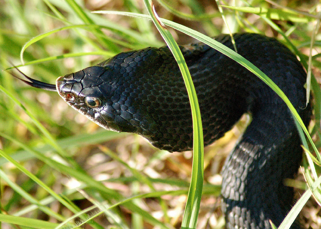 snake hissing in tall grass