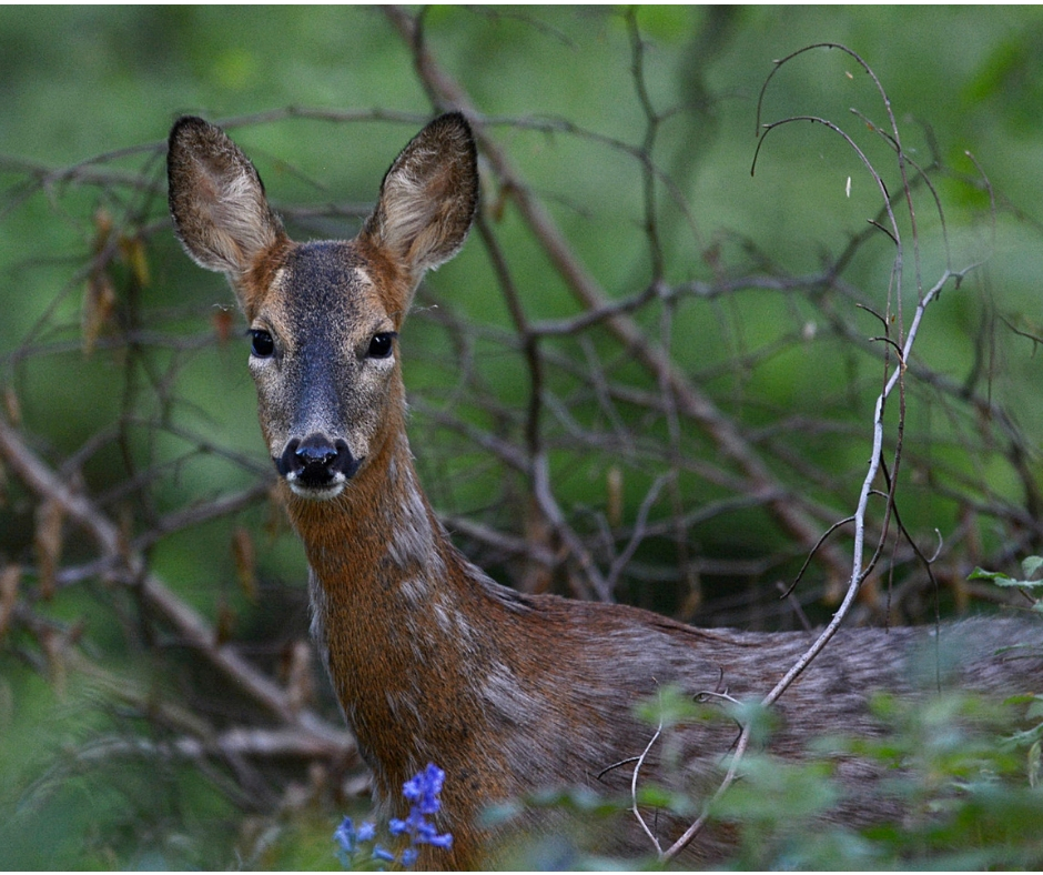 A deer surrounded by greenery