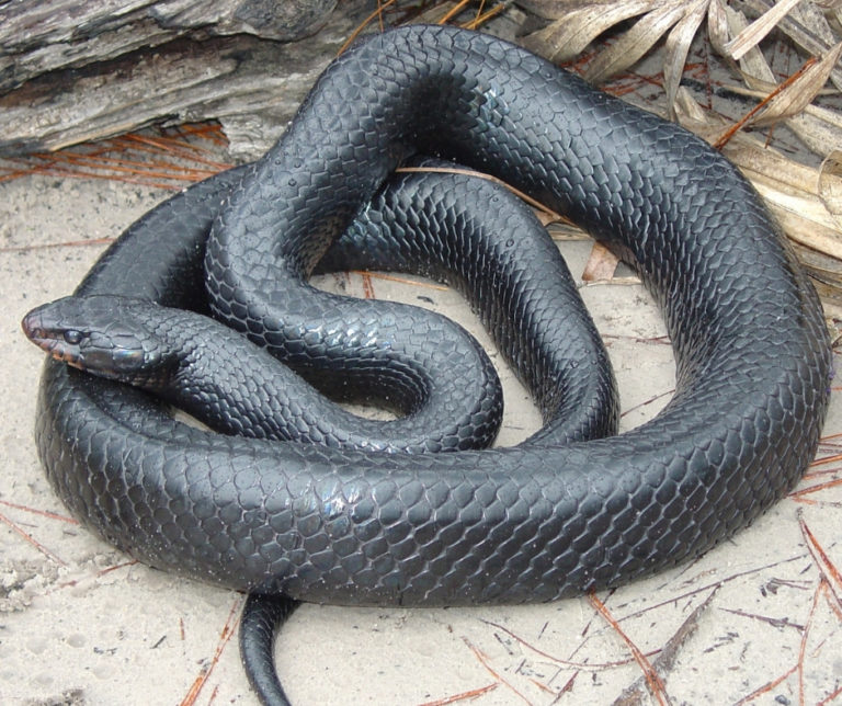 Eastern Indigo Snake – Wildlife Leadership Academy