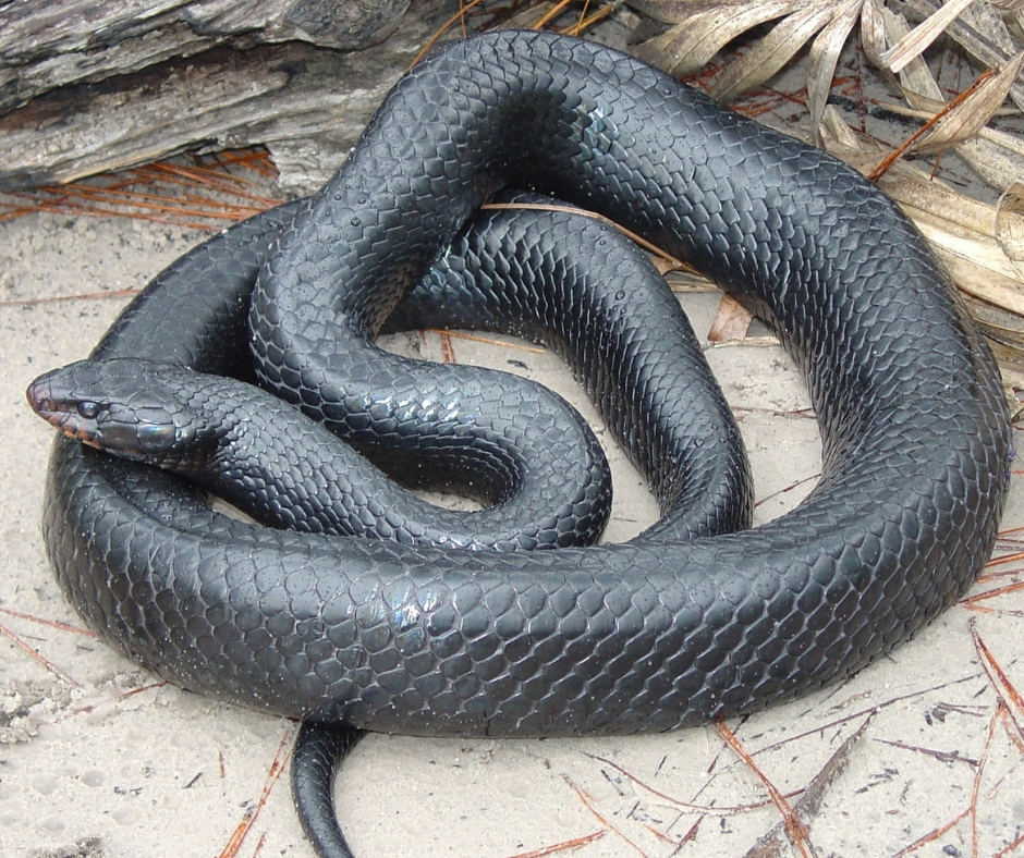 Eastern Indigo Snake 