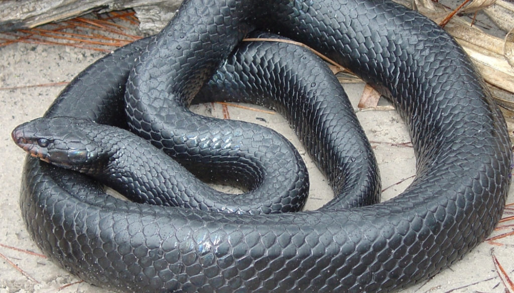 Eastern Indigo Snake – Wildlife Leadership Academy