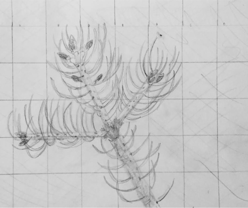 A sketch of a tree branch with pine needles on it. The bark texture is also sketched. There is a grid over the whole thing