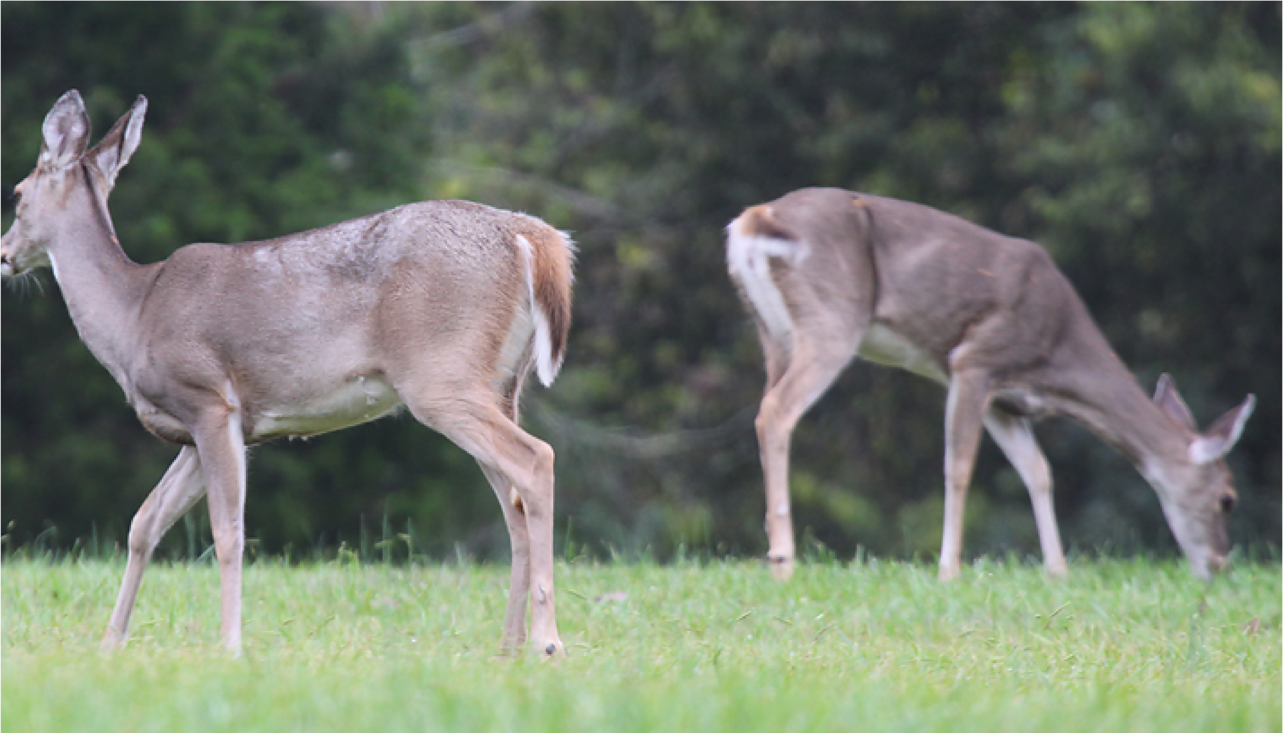 This photo shows two doe grazing