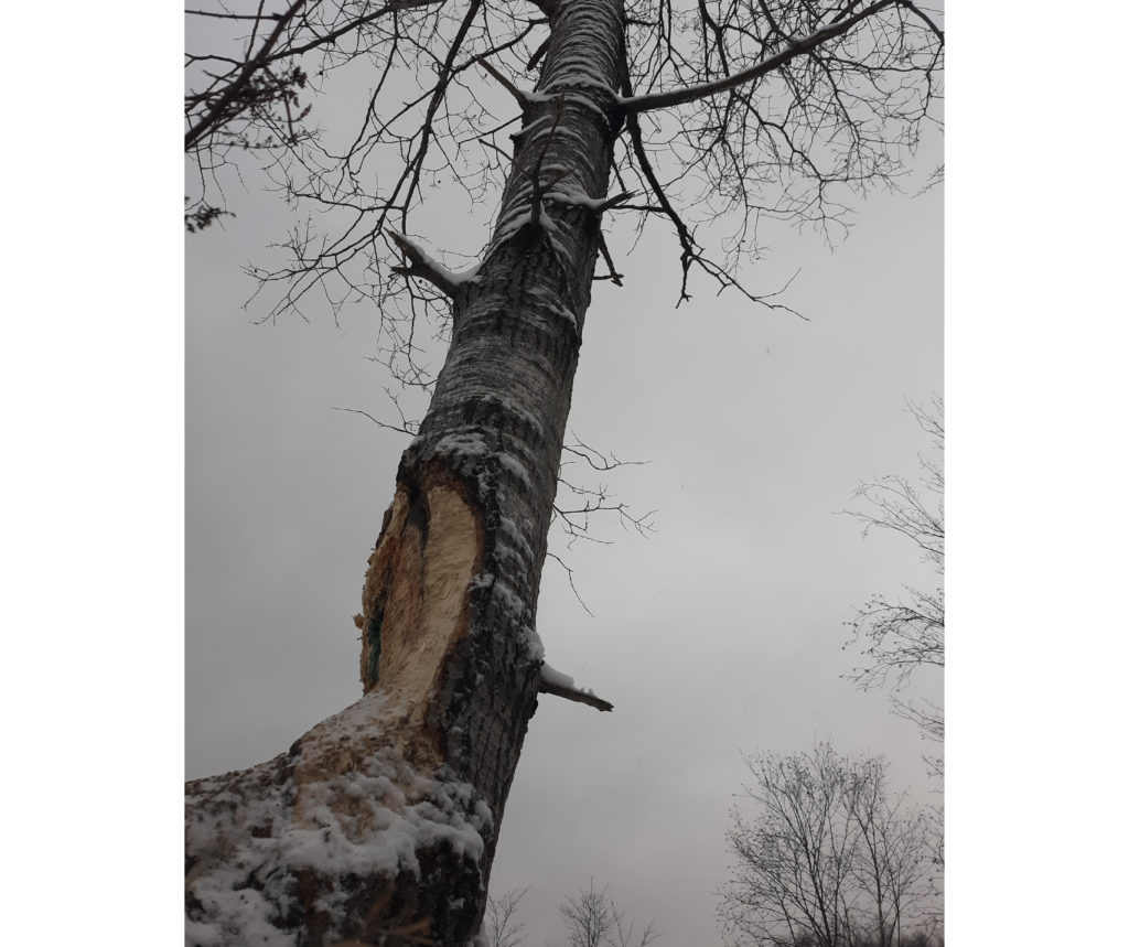 This images shows a gray and white tree with a big hunk chewed away, revealing the brown innards of the tree. 